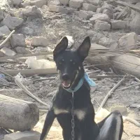 سگ دوبرمن