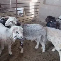 ۲۵ راس بره جفتی ۱۱۰کیلو چاق