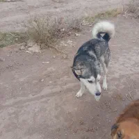 سگ هاسگی|سگ|سیرجان, |دیوار