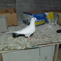 جفت کبوتر خوشگل