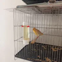 قناری نر و ماده آهویی|پرنده|الیگودرز, |دیوار