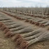 نهالستان سهند(فروش انواع نهال مثمر و غیر مثمر)