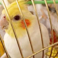 عروس هلندی