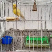 قناری رسمی معمولی قواره دار،قرص ،دیوانه کننده|پرنده|شهریار, شهریار|دیوار