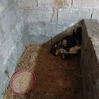 جوجه اردک روسی با مادر