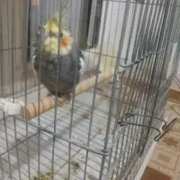 بسیار باهوش وکشیده