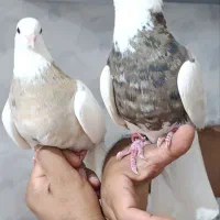 کبوتر جفت طوقی