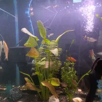 آکواریوم گیاهی