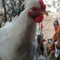 تخم نطفه دار و فروش مرغ و خروس و جوجه|حیوانات مزرعه|قزوین, |دیوار