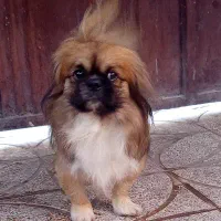 سگ اسپانیل تبتی