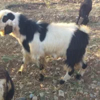 بز نر  دوساله سرحال