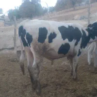 گوساله|حیوانات مزرعه|پاتاوه, |دیوار