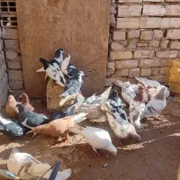 ۳۰ عدد رنگی قیمت مناسب|پرنده|بشاریات, |دیوار