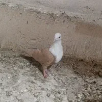 کبوتر رنگی|پرنده|اردکان, |دیوار