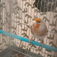 سهره قناری|پرنده|سنندج, |دیوار