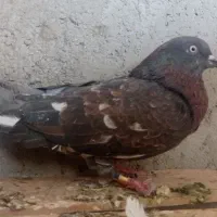 کبوتر ماده بادنجونی جلد اهواز پرشی به شرط|پرنده|ایذه, |دیوار