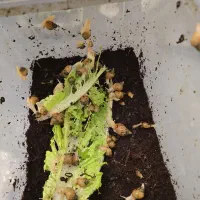 حلزون و جوجه حلزون آچاتینا