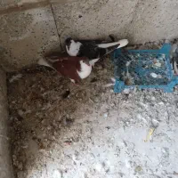 کفتر