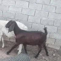 بز گمشده
