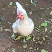 مرغ، خروس|حیوانات مزرعه|یزد, |دیوار