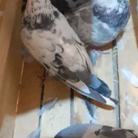 چهار عدد کبوتر گرفتنی سالم