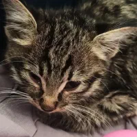 واگذاری|گربه|سبزوار, ایزی شهر|دیوار