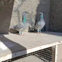 کبوتر المانی و کرمانی|پرنده|زاهدان, |دیوار