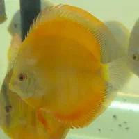 دیسکس سایز ۴ و ۵ اینچ