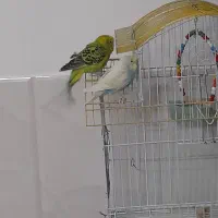 مرغ عشق|پرنده|اسفراین, |دیوار