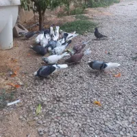 کبوتر پرشتی