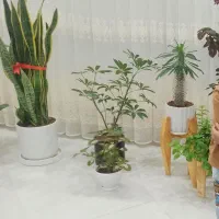 پرده