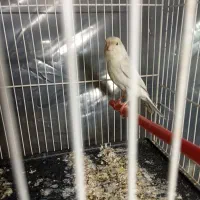 قناری ماده سیلور نقره ای اماده اماده|پرنده|تربت‌حیدریه, باغ سلطانی|دیوار