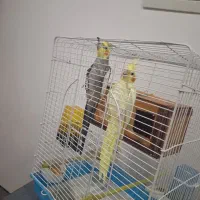 عروس هلندی جفت نر و ماده