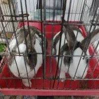 خرگوش نر و ماده