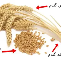 درمان و پیشگیری|خوردنی و آشامیدنی|هشتگرد, شهرک بعثت|دیوار
