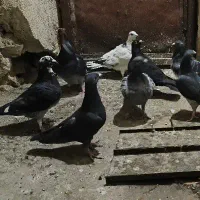 دسته پلاکی،سبز،سرور،بزک،سیاه واکسی|پرنده|شیراز, محمدیه|دیوار