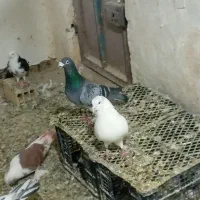 کبوتر|پرنده|کبودرآهنگ, |دیوار