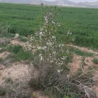 خدمات|استخدام سرایداری و نظافت|فامنین, |دیوار