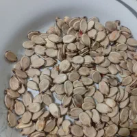 تخم هندوانه بفروش می رسد