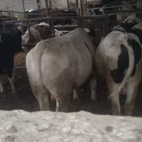 فروش گاونر