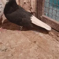 یدونه زاغ دم سفید نر مست پرشی ضربه وهم جفتگاه|پرنده|پاکدشت, پاکدشت (مامازند)|دیوار