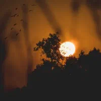 خریدار-واحد