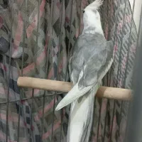 عروس هلندی ابلغ البینو|پرنده|هرسین, |دیوار