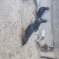 کفتر|پرنده|شیراز, کوشک میدان|دیوار