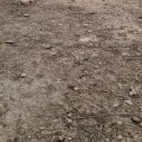 مرغ|حیوانات مزرعه|مرودشت, نقش رستم|دیوار