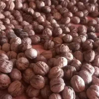 گردو|خوردنی و آشامیدنی|پاپی, |دیوار