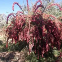 فروش بهترین نهالهای زرشک وعناب.|خدمات باغبانی و درختکاری|بیرجند, |دیوار