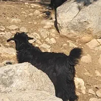 دو راس کهره رو هم 30کیلو