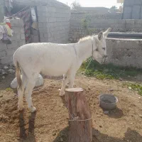 الاغ آرام و جوان|حیوانات مزرعه|تخت, |دیوار