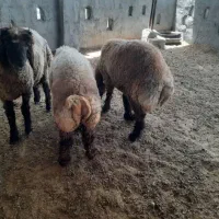 کهره و بره و بز و میش
